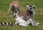 Ring Tailed Lemurs Stock Photo