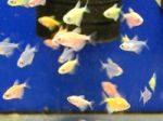 Aquarium Fish Swim In A Decorative Pond Stock Photo