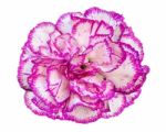Carnation Flower On White Background Stock Photo