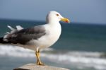 Seagull Bird Stock Photo