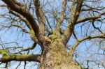 Bare Leafless Oak Tree Bottom View With Blue Sky In Winter Stock Photo