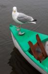 Herring Gull Perched On The Side Of A Rowing Boat Stock Photo