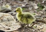Beautiful Isolated Image Of A Cute Funny Chick Of Canada Geese On A Stump Stock Photo