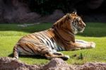 Bengal Tiger Stock Photo