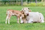 Bull Calf Loves Mother Cow In Meadow Stock Photo