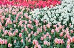 Various Red Tulips And White Daffodils Stock Photo