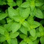 Closeup Fresh Growing Peppermint Leaves At Vegetable Garden With Stock Photo