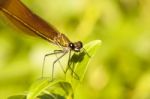 Copper Demoiselle Insect Stock Photo