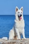 Portrait Of The White Swiss Shepherd Dog Stock Photo