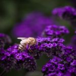 Honey Bee On Purple Flower Stock Photo
