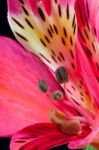 Freesia (iridaceae) Close-up Stock Photo
