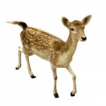 Female Sika Deer Isolated Stock Photo