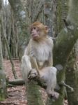 Monkey On A Tree Ii Stock Photo