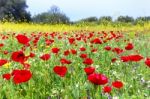 Field Of Red Poppy Flowers With Yellow Rapeseed Plants Stock Photo