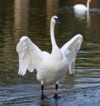 Beautiful Isolated Image With A Funny Swan Standing On The Ice Stock Photo