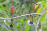 Red-bearded Bee-eater Stock Photo