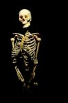 Human Skeleton Stock Photo