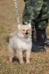 Training Dogs Of War Stock Photo