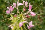 Cleome Or Spider Flower, A Tall Blooming Annual Stock Photo