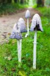 Group Ink Mushrooms Near Forest Path In Fall Stock Photo