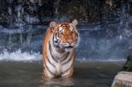 Tiger Standing In Water Stock Photo