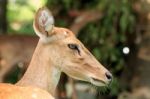 Brown Female Antelope Face Stock Photo