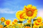 Yellow Sunflowers With Sky Stock Photo