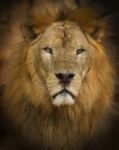Africa Lion Stock Photo