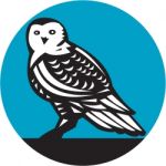 Snowy Owl Circle Retro Stock Photo