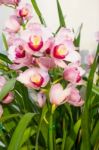 Beautiful Pink Orchid Flower Blooming Stock Photo