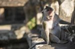 Long-tailed Macaque Female Monkey Sitting On Ancient Ruins Of An Stock Photo