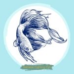 Illustration Of Betta Splendens, Siamese Fighting Fish Stock Photo