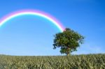 Tree With Rainbow Stock Photo
