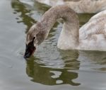 Image Of A Trumpeter Swan Drinking Water From Lake Stock Photo