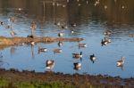 Greylag And Canada Geese At Weir Wood Reservoir Stock Photo