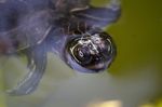 Yellow-bellied Slider Turtle Stock Photo