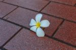 White Flower Stock Photo