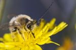 Long Horned Bee Stock Photo