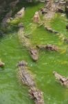 Crocodile Breeding Farm In Siem Reap, Cambodia Stock Photo