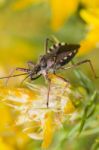 Assassin Bug (rhynocoris Cuspidatus) Stock Photo