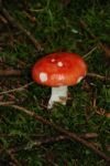 Red Fungus Stock Photo