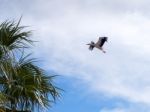 Stork In Flight  At Faro In Portugal Stock Photo