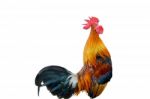 Chicken Bantam ,rooster Crowing Isolated On White Stock Photo