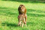 Pig-tailed Macaque Stock Photo