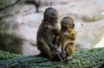 A Pair Of Talapoin Monkeys (miopithecus Talapoin) In The Bioparc Stock Photo