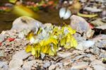 Large Group Of Butterfly Feeding On The Ground Stock Photo