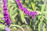 Bumblebee Flies Over Amethyst Sage Stock Photo