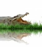 Crocodile Stock Photo