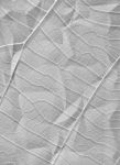 Clinkle Leaf Stock Photo