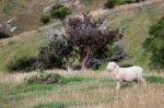 Sheep On The Otago Peninsula Stock Photo